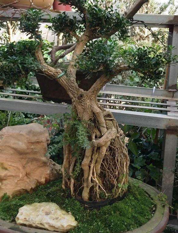 20年黄杨下山桩 竟然只肯出800元 疯了