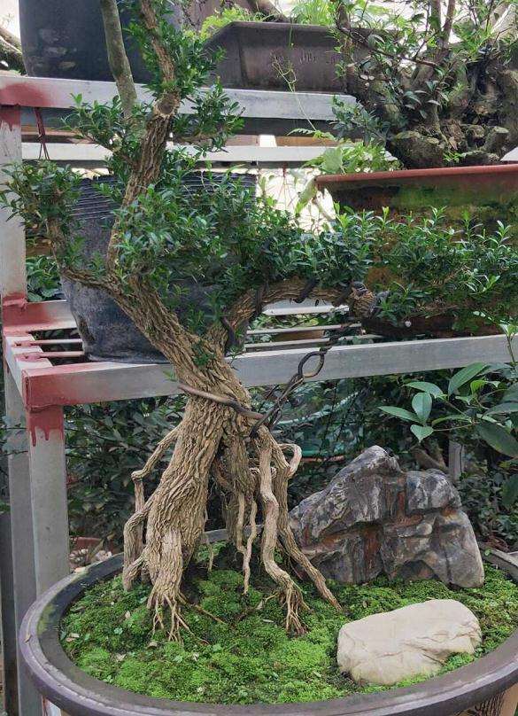 20年黄杨下山桩 竟然只肯出800元