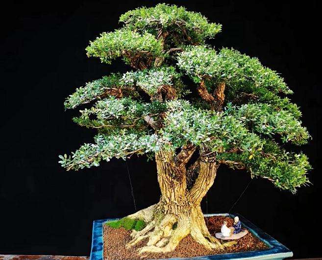 如何制作黄杨盆景的爆皮风格