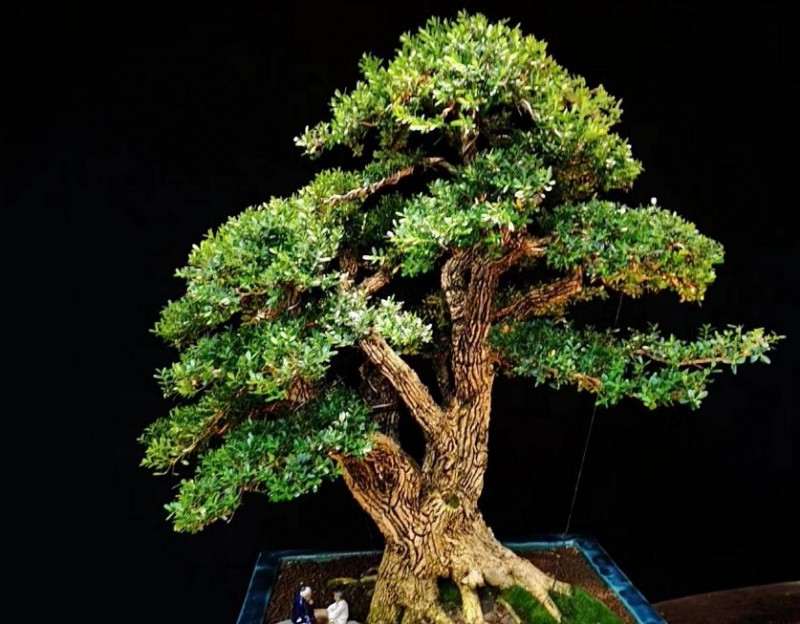 如何制作黄杨盆景的爆皮风格