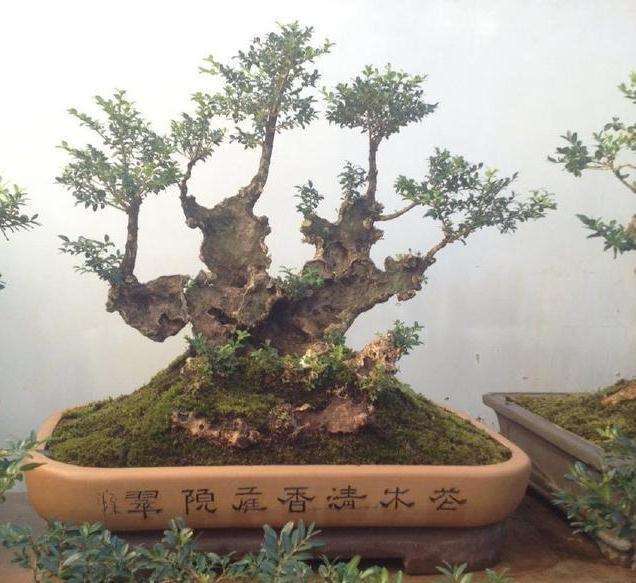 我表哥靠进山采挖黄杨下山桩