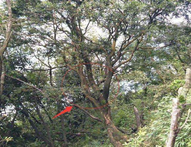 2年前 我表哥靠进山采挖黄杨下山桩 很赚钱