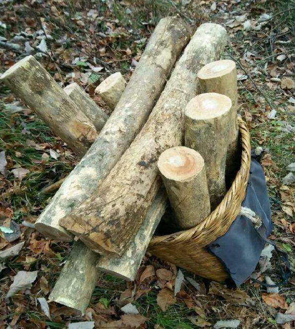 我表哥靠进山采挖黄杨下山桩