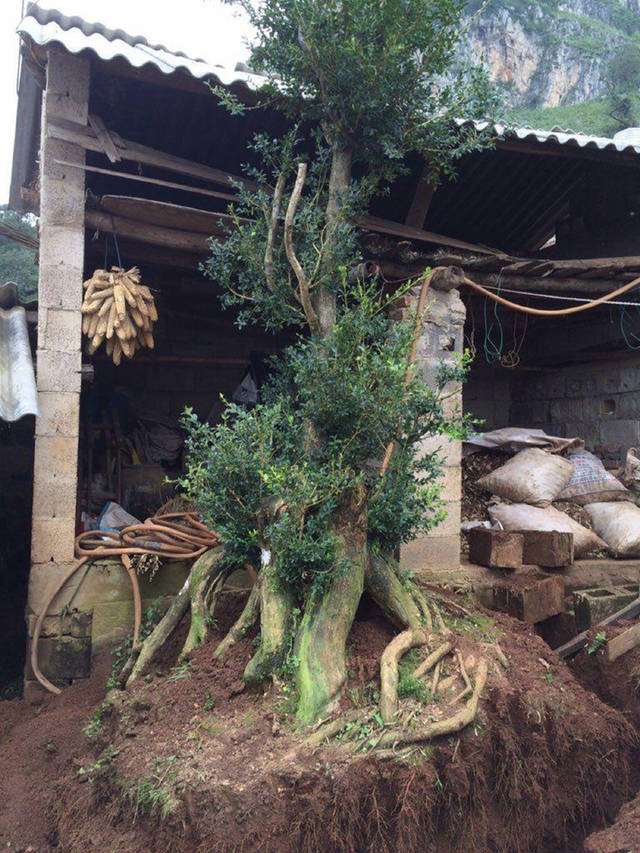 房子高的黄杨下山桩被贱卖