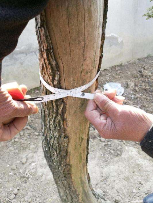 我家的一棵直径12厘米多的瓜子黄杨盆景