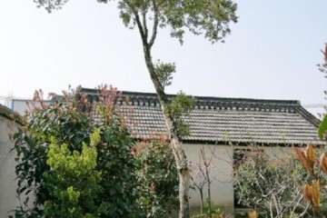 我家的一棵直径12厘米多的瓜子黄杨盆景