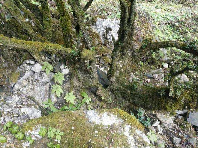 凉山州李大爷发现黄杨下山桩