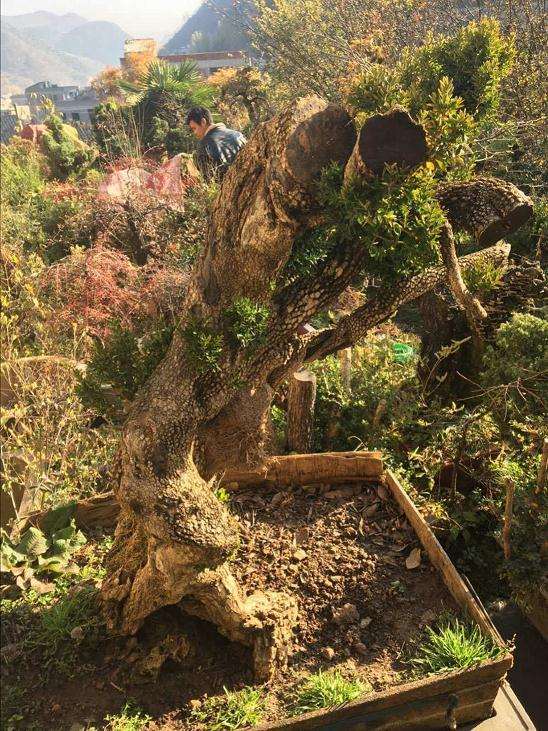 凉山州李大爷发现黄杨下山桩