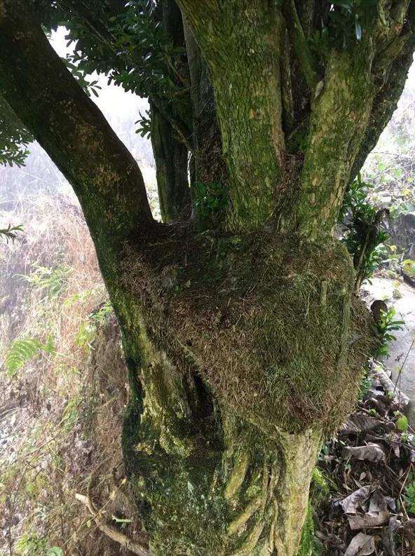 云南大叔发现一棵百年雀舌黄杨下山桩 但不准挖