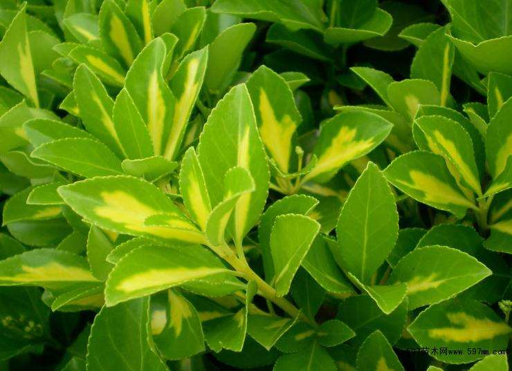 大叶黄杨盆景喜欢阳光充沛的地方