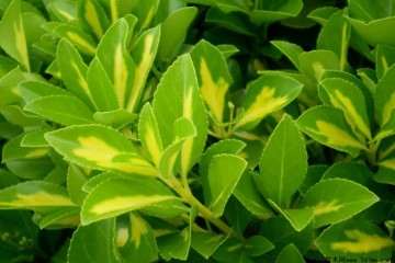 大叶黄杨盆景一定要在阳光充沛的地方 才能快速生长