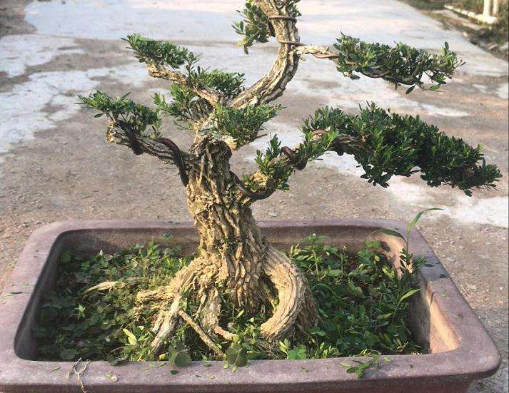 分享快速把黄杨盆景养成老桩的方法