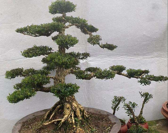 分享快速把黄杨盆景养成老桩的方法