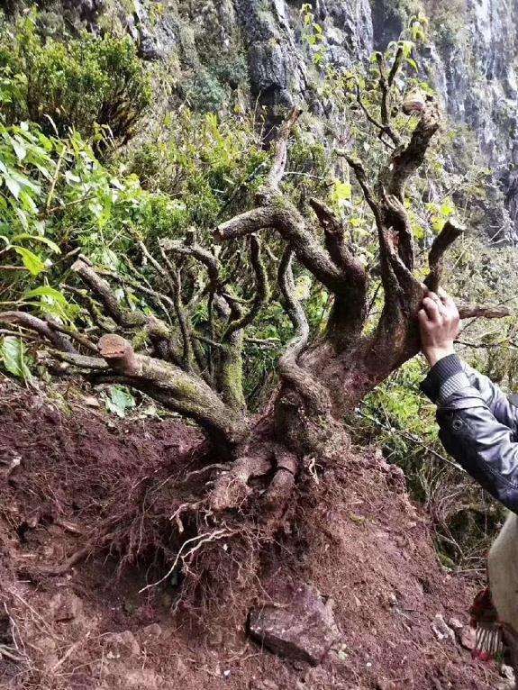 盗挖百年黄杨的不明人物已经不见踪影