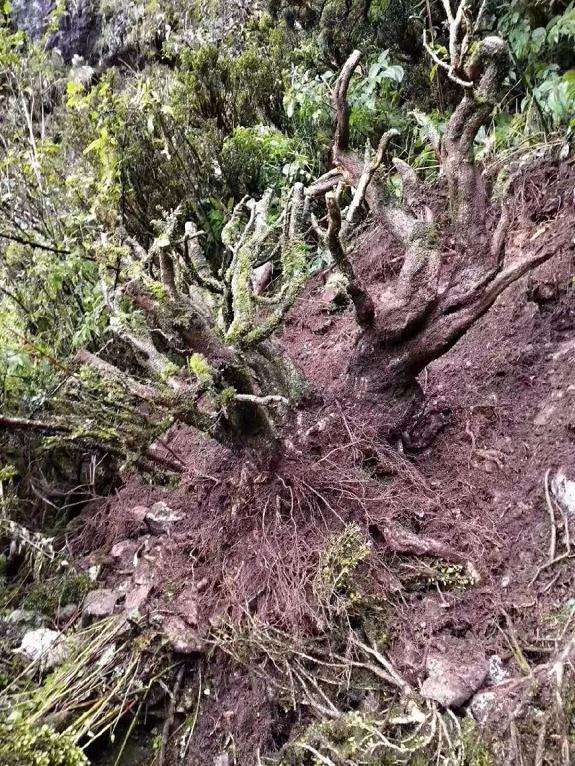 盗挖百年黄杨的不明人物已经不见踪影