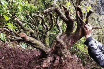 盗挖百年黄杨的不明人物已经不见踪影 太可惜了