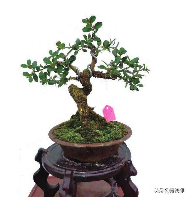 黄杨盆景上盆后的养护技巧