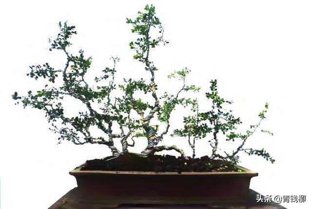 如何制作小叶黄杨盆景的单干造型