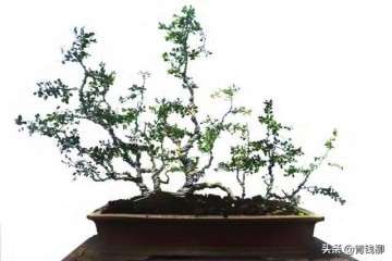 如何制作小叶珍珠黄杨盆景的单干造型