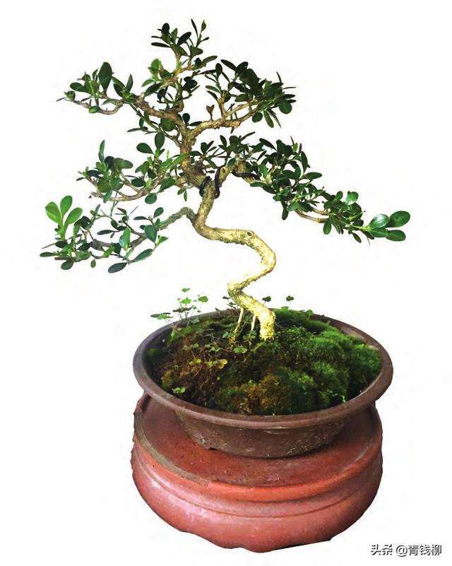 如何使黄杨盆景长得更快更好