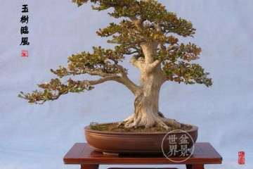 TIBA对大叶黄杨盆景根系形态及根系活力的影响