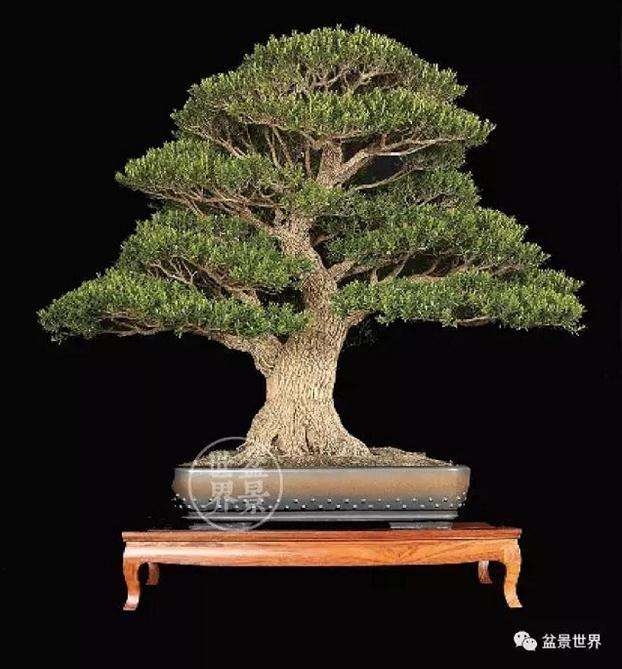 TIBA对大叶黄杨盆景根系形态指标的影响