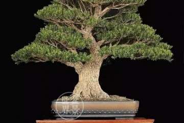 PP333 TIBA对大叶黄杨盆景根系形态指标的影响