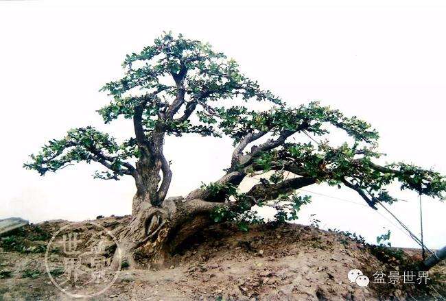 PP333和TIBA对大叶黄杨盆景根系形态的影响根