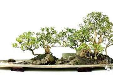 PP333和TIBA对大叶黄杨不同径级根系形态的影响