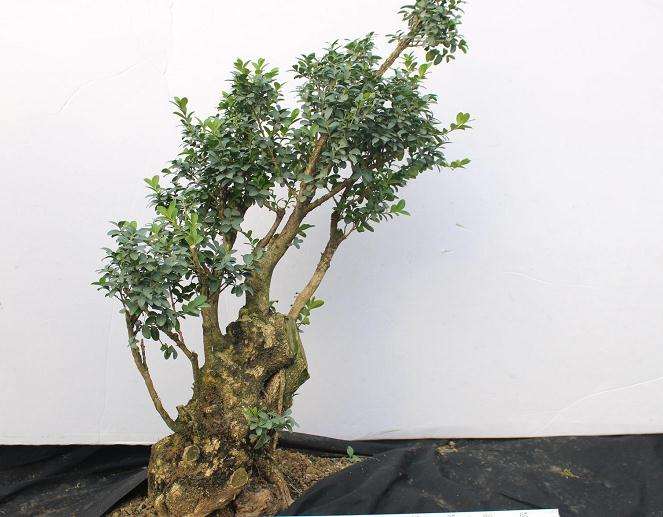 北海道黄杨盆景的扦插生根状况