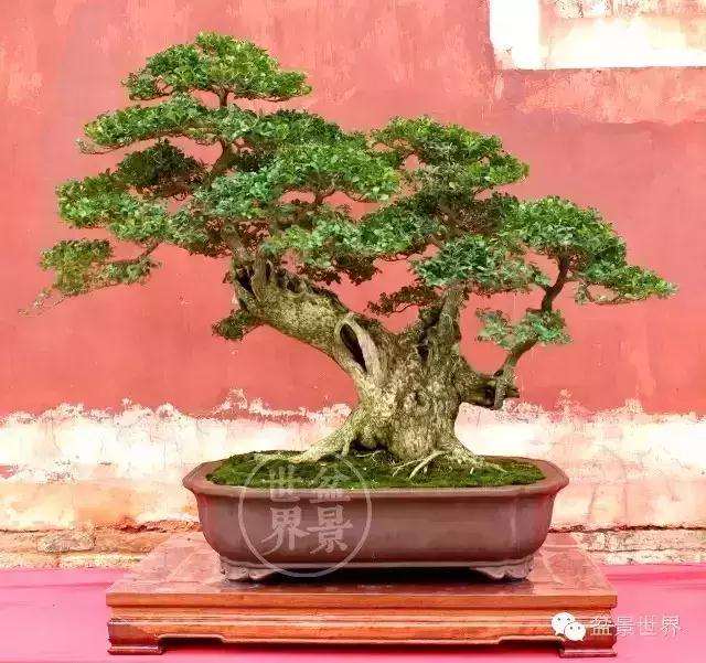 北海道黄杨盆景的最适IAA处理浓度