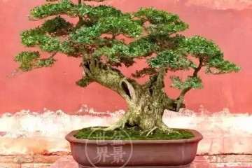 北海道黄杨盆景的最适IAA处理浓度