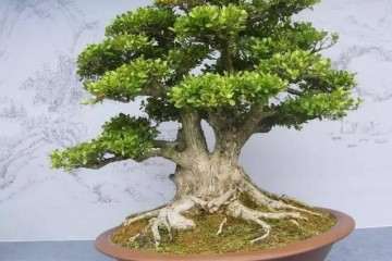 不同生境对大叶黄杨盆景叶绿素积累差异及规律研究