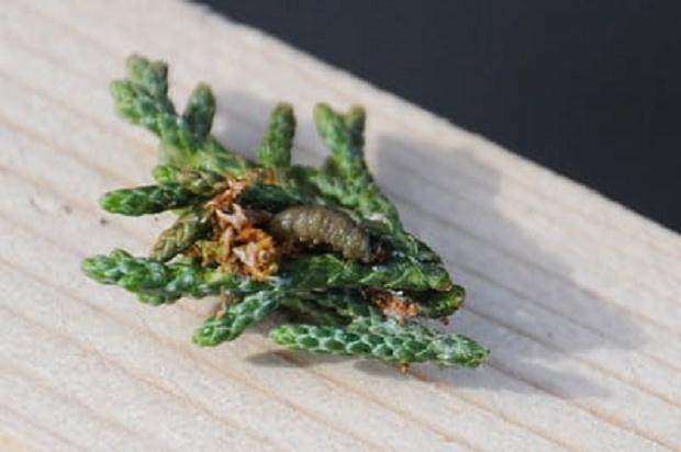 图解 你有没有在你的盆景中看到飞蛾