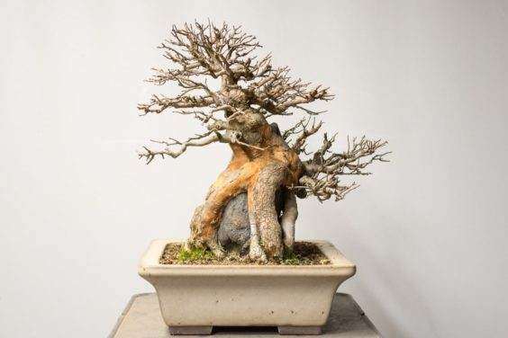 如何修剪在岩石三叉戟枫树盆景 图片