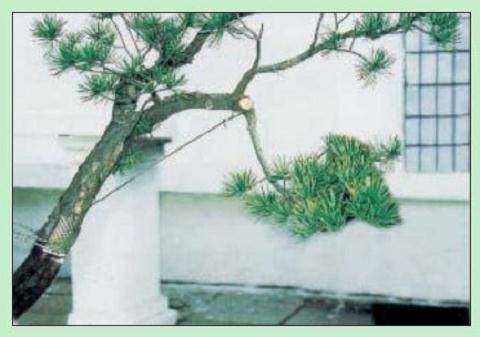 图解 日本五针松盆景怎么制作的23个过程