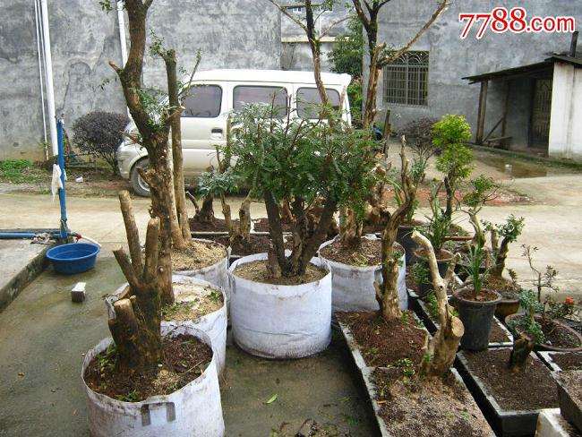 大叶黄杨盆景白粉病的发生特点