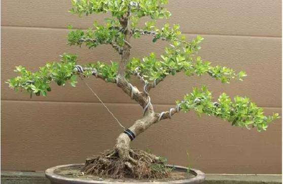 大叶黄杨盆景白粉病的防治策略