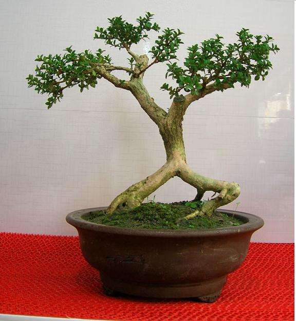 深入揭示大叶黄杨盆景白粉病流行规律