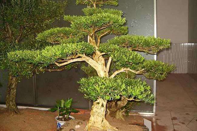 大叶黄杨盆景的病虫害防治浅谈