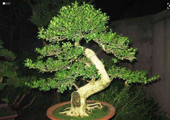 大叶黄杨盆景的虫害防治措施