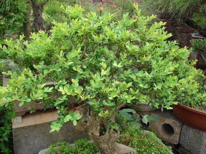 黄杨盆景可通过播种和扦插来繁殖