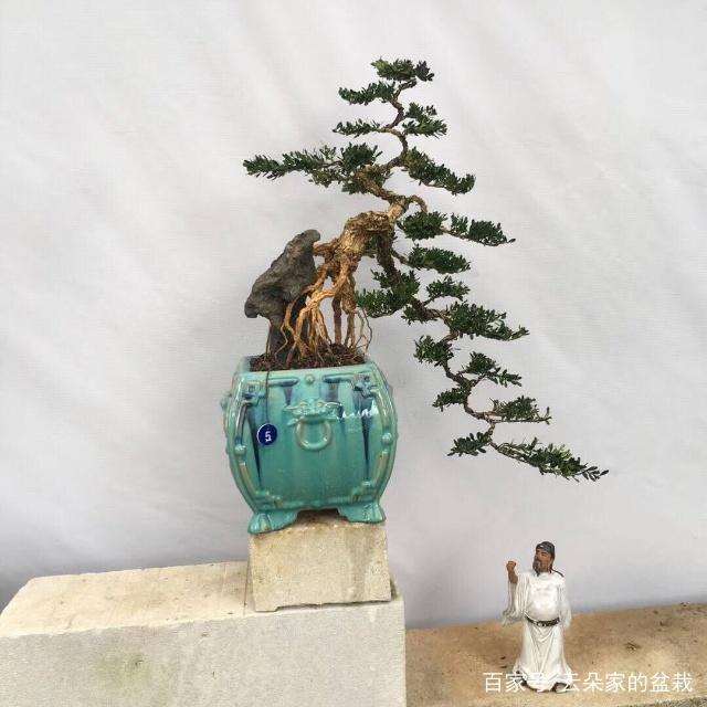 黄杨盆景的日常养护技巧