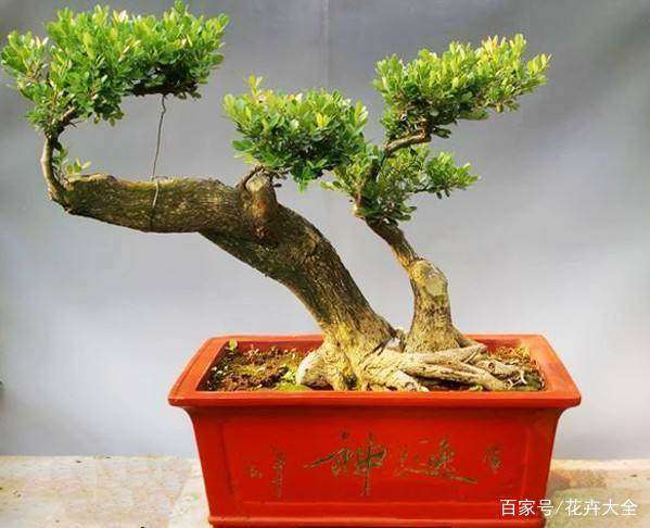 黄杨盆景怎么养