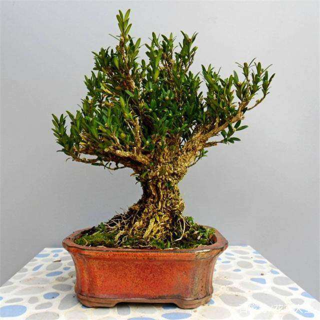 黄杨盆景怎么养