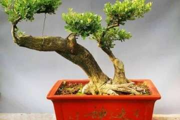 大叶黄杨盆景怎么养 用疏松透气的肥沃土壤