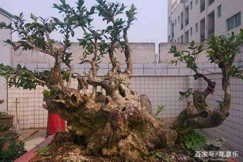 黄杨盆景的催芽小技巧