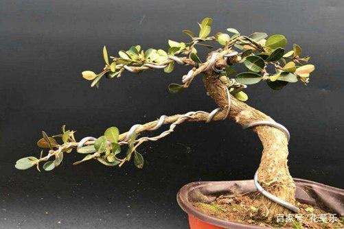 可让黄杨盆景7天快速催芽