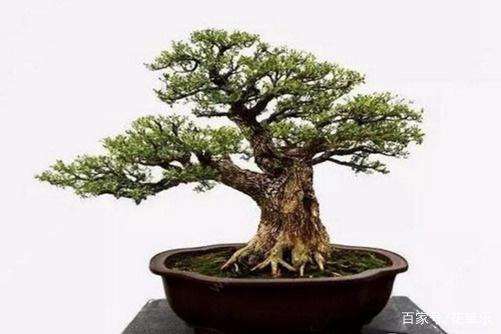 这个办法 可让黄杨盆景7天快速催芽