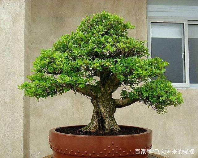 黄杨盆景的选材造型与土壤